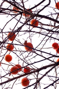 A lot of Persimmons on the tree