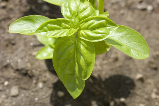 Little basil plant on ground