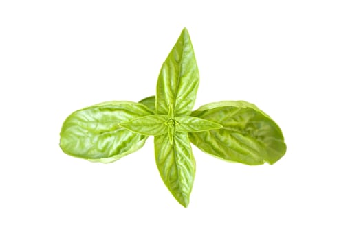 Basil leaves on white backround