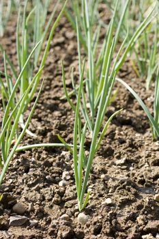 Photo of Onion plants in the ground