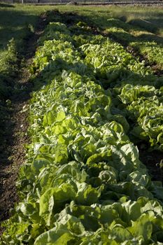 Lettuce in a vegetables garden