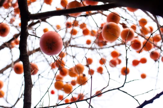 A lot of Persimmons on the tree