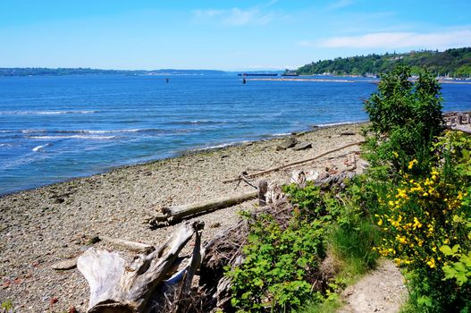 Tacoma NE Browns Point Puget Sound. Beach with Northwest flowers.