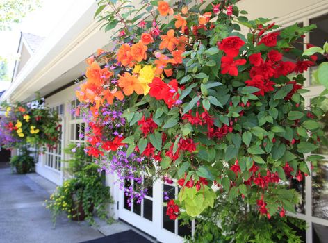 Flowers in hanging basket with white window and brown wall.