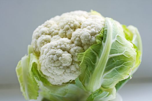 Close up of fresh Cauliflower on gray background
