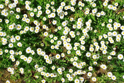 Spring ground cover in the park with white flowers.