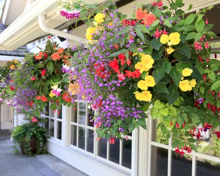 Multiple hanging bastets with flowers outside of house windows.