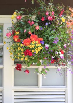 Flowers in hanging basket with white window and brown wall.