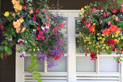 Flowers in hanging baskets with white window and brown wall.