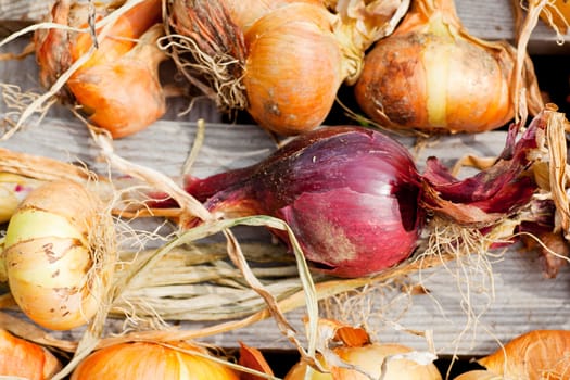 Photo of Biological onions freshly harvested