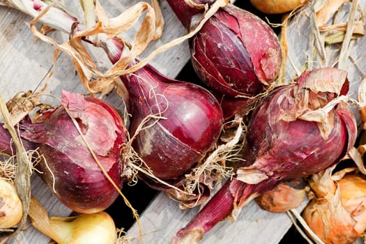 Photo of Biological onions freshly harvested