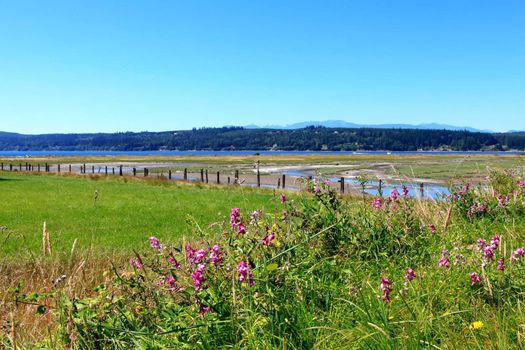 Marrowstone island. Olympic Peninsula. Washington State. Marsh land with salt water and northwest wild flowers.