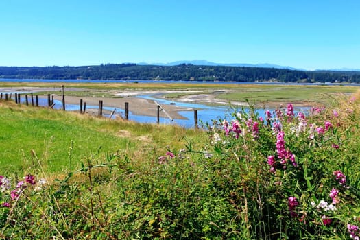 Marrowstone island. Olympic Peninsula. Washington State. Marsh land with sal water and northwest wild flowers.