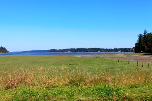 Marrowstone island. Olympic Peninsula. Washington State. Marsh land with sal water and northwest wild flowers.