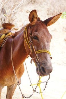 Brown mexican donkey.