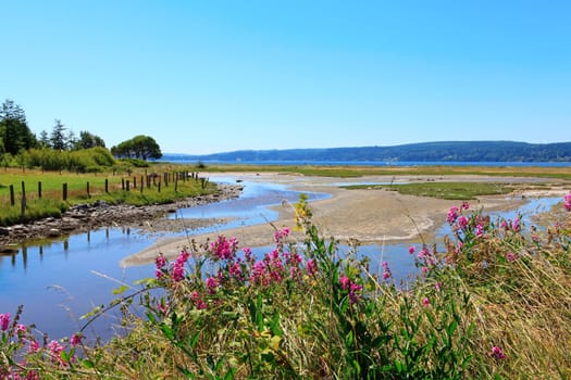 Marrowstone island. Olympic Peninsula. Washington State. Marsh land with sal water and northwest wild flowers.