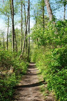 Dash Point State Park. Federal Way, WA.  Spring trail. Green fresh forest.