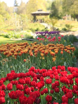 Point Defiance park in Tacoma, WA. USA. Spring tulips bloom.