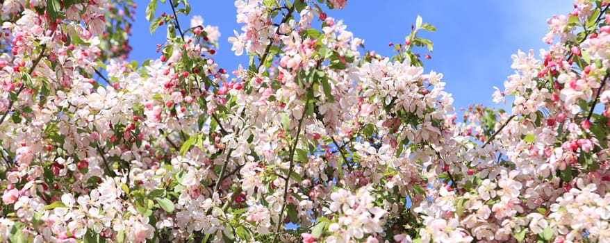 Sakura cherry tree spring blossom with blue sky.