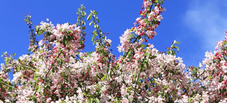 Sakura cherry tree spring blossom with blue sky.