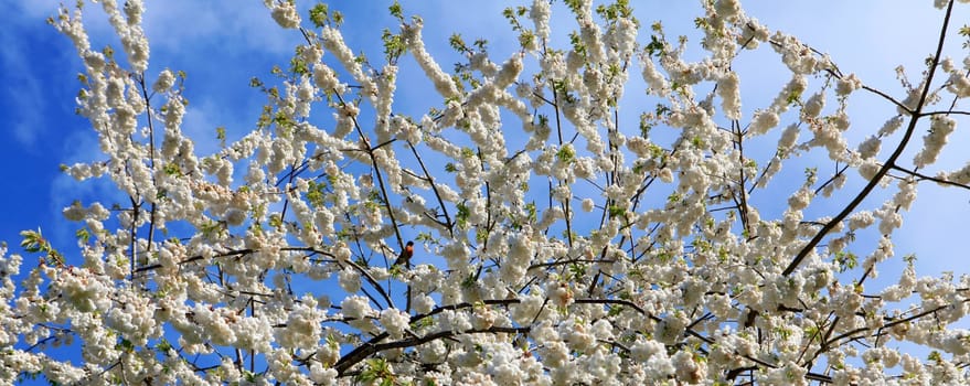 Sakura cherry tree spring blossom with blue sky and bird.