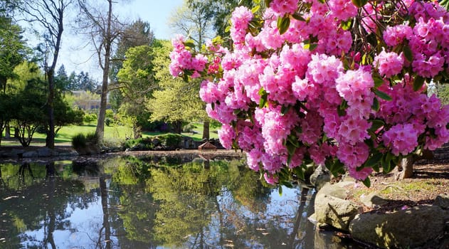 Point Defiance park in Tacoma, WA. USA. Pink rhododendron near pond.