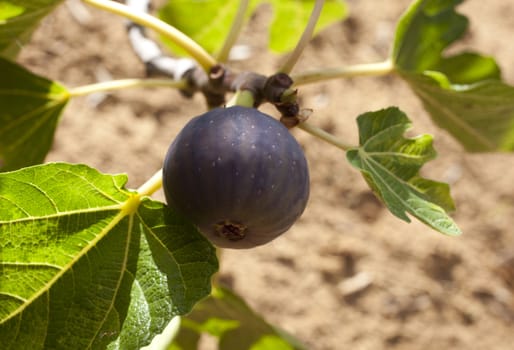 Biological figs on a branch