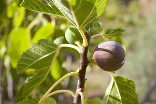 Biological figs on a branch