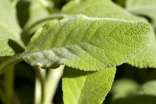 Close up of wonderful Sage plant