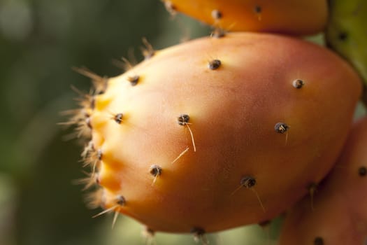 Sicilian Prickly pears on cactus