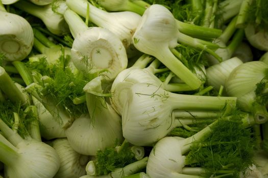 A lot of fresh fennel