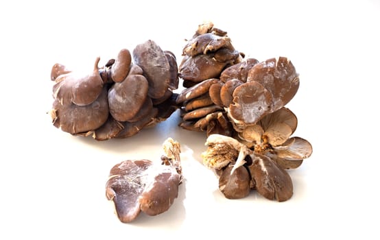 Mushrooms on white background
