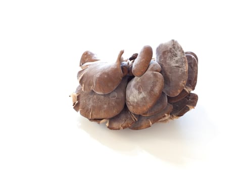 Mushrooms on white background