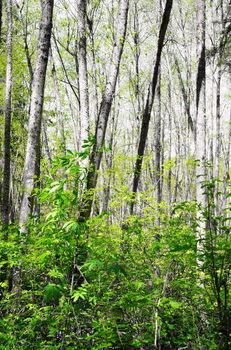 White spring birch trees in the forest. Dash Point Park, WA.