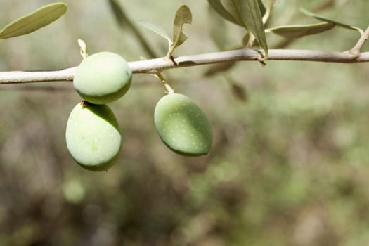 Green olives on a tree branch