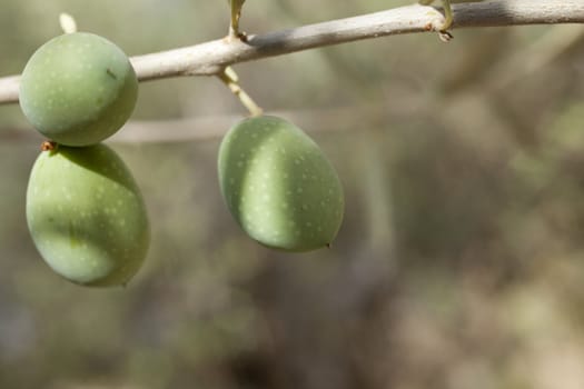 Green olives on a tree branch
