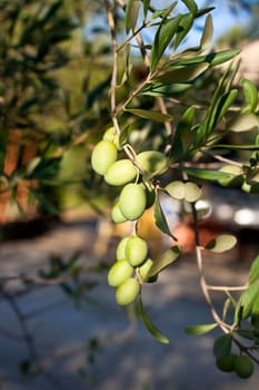 Green olives on a tree branch