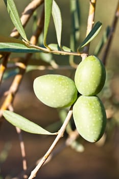 Green olives on a tree branch