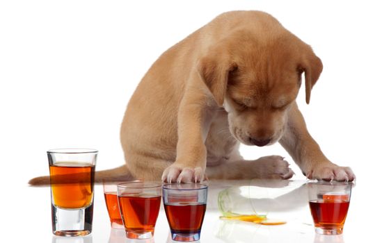 A fatigued puppy sits with its head down over some tots of alcohol.
