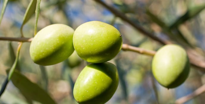 Green olives on a tree branch