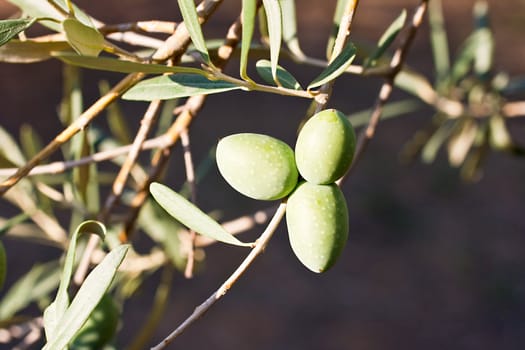 Green olives on a tree branch
