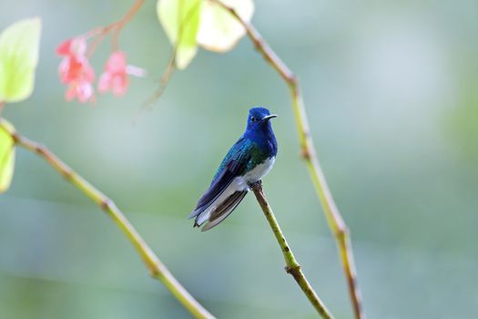 Hummingbird resting on a branch in Costa Rica