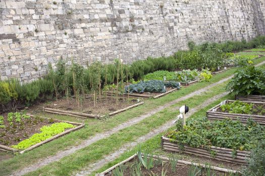 Cabbages and lettuces in a vegetables garden