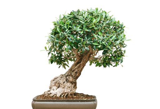 beautiful ficus bonsai tree isolated on white background