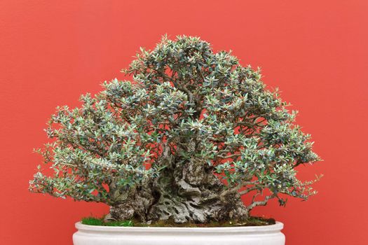 olea bonsai tree over red background