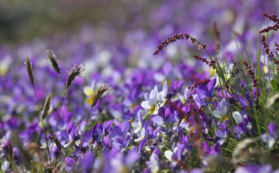 A bed of purple flowers in a sunny hill.