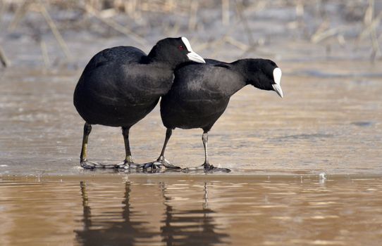 Two birds that seem very keen of each other.