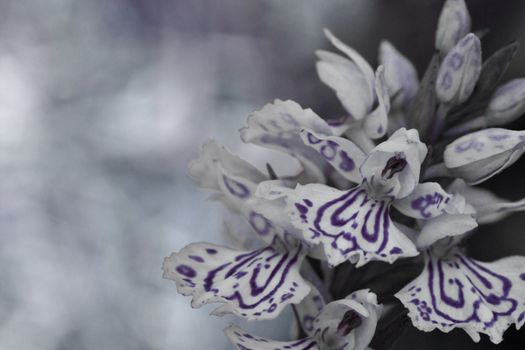 Dark abstract of flower that looks like an angel.