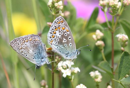 Two butterflies mating among colorful flowers.
