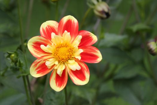 Beautiful flower in red and yellow shines like a sun.